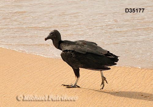 American Black Vulture (Coragyps atratus)